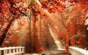 Enjoy The Beauty Of Fall Foliage Wallpaper