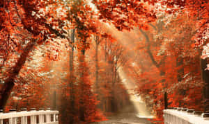 Enjoy The Beauty Of Nature During The Seasonal Change Wallpaper