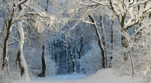 Enjoy The Beauty Of Nature In A Winter Forest Wallpaper
