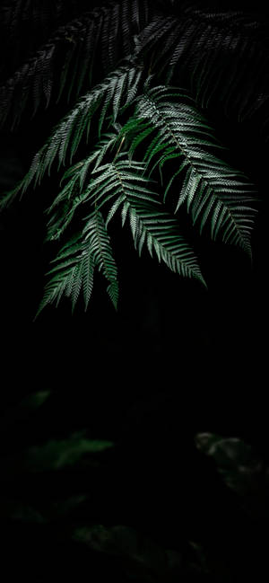 Enjoy The Beauty Of Nature With A Plant Iphone Wallpaper