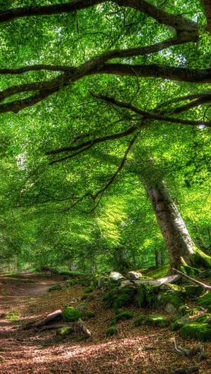 Enjoy The Beauty Of Nature With A View Of A Green Meadow With A Hill In The Background Wallpaper