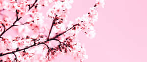 Enjoy The Beauty Of Nature With This Aesthetic Cherry Blossom Wallpaper. Wallpaper