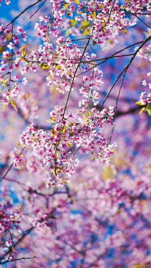 Enjoy The Beauty Of Spring Blooms With This Gorgeous Spring Flower Iphone Wallpaper. Wallpaper