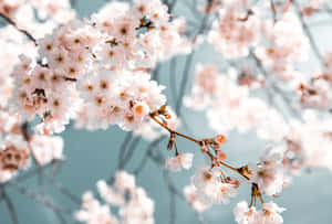 Enjoy The Beauty Of Spring By Taking In The Aesthetic View Of Our Desktop Wallpaper. Wallpaper