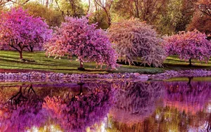 Enjoy The Beauty Of Spring With These Vibrant Flowers Wallpaper