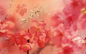 Enjoy The Beauty Of Spring Wallpaper