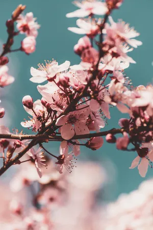 Enjoy The Beauty Of Springtime With Delicate Pink Cherry Blossoms. Wallpaper