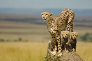 Enjoy The Beauty Of The Cheetah In Vivid, High-resolution Detail Wallpaper