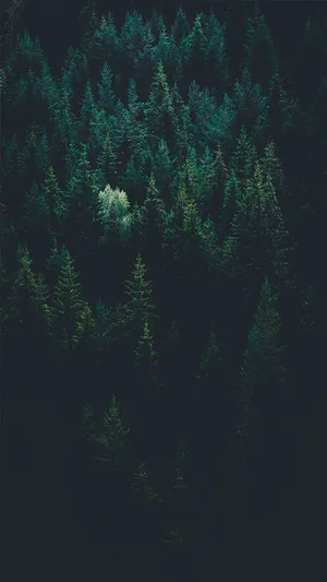 Enjoy The Beauty Of The Forest- Right On Your Iphone X Wallpaper