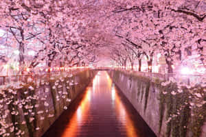 Enjoy The Beauty Of This Japanese Aesthetic Desktop Background With Cherry Blossoms. Wallpaper