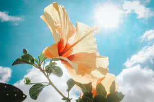 Enjoy The Blissful Beauty Of A Sunny Day. Wallpaper