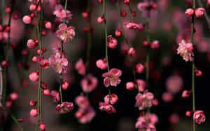 Enjoy The Calm And Beauty Of Nature With Sakura Pc Wallpaper