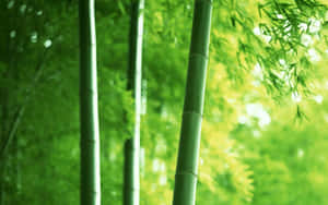 Enjoy The Calming Effect Of A Stunning Bamboo Desktop Background Wallpaper