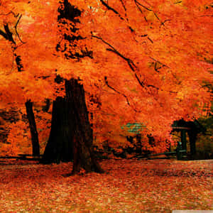 Enjoy The Changing Autumn Leaves On Your Ipad! Wallpaper