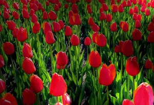 Enjoy The Colorful Beauty Of A Spring Flower Garden Wallpaper