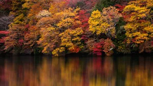 Enjoy The Colorful Changing Of The Seasons With A 4k Fall Wallpaper