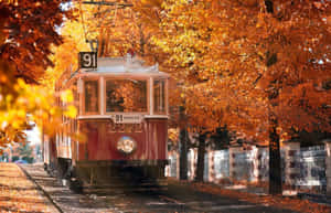 Enjoy The Colors Of Autumn Wallpaper