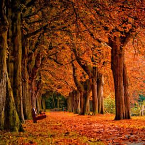 Enjoy The Colors Of Fall With The New Ipad Wallpaper