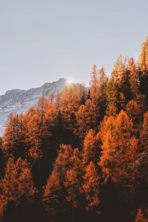 Enjoy The Cool And Relaxing Autumn Wallpaper