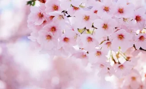 Enjoy The Japanese Spring By Admiring Delicate Sakura Blossoms Wallpaper
