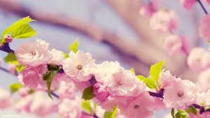 Enjoy The Joy Of Spring With These Colorful Flower Blooms. Wallpaper