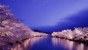 Enjoy The Magical, Peaceful Atmosphere Of Night Time Cherry Blossom Wallpaper