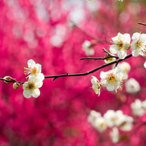 Enjoy The Outdoors With Your Spring Ipad Wallpaper