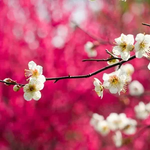 Enjoy The Outdoors With Your Spring Ipad Wallpaper