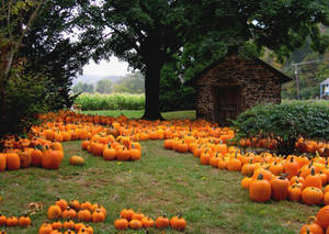 Enjoy The Peaceful Beauty Of A Fall Farm Wallpaper