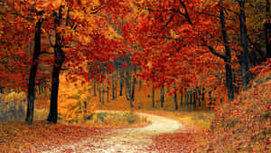 Enjoy The Season Of Change With Amazing 4k Fall Landscape Wallpaper