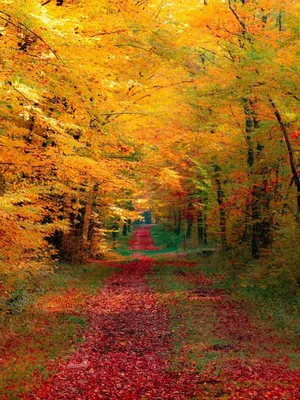 Enjoy The Season's Beauty With A Fall-themed Ipad Wallpaper Wallpaper