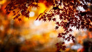 Enjoy The Splendor Of Autumn From The Comfort Of Your Own Cozy Desk Wallpaper