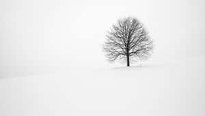 Enjoy The Subtle Beauty Of A Minimalist Winter Wallpaper