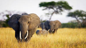 Enjoy The View Of An Elephant Walking In The Grassland Wallpaper