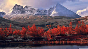 Enjoy The Warm Colors Of Fall. Wallpaper
