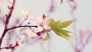 Enjoy The Wonders Of Aesthetic Spring Wallpaper