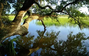 Enjoy The Wonders Of Summer Under A Bending Tree Wallpaper