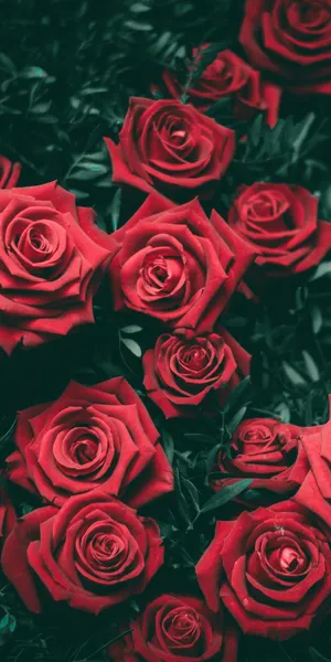 Enjoy Using This Stylish And Cute Red Iphone Wallpaper