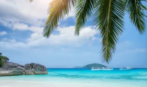 Enjoying A Blissful Tropical Paradise On A Beautiful Palm Tree Beach Wallpaper