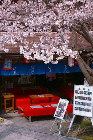 Enjoying A Colorful Spring In Japan Wallpaper