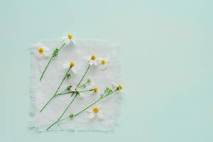 Enjoying A Sunny Afternoon In The Garden Wallpaper