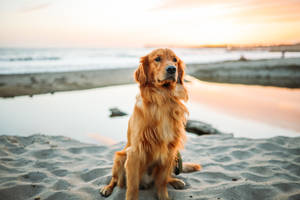 Enjoying A Walk At The Beach With My Best Friend. Wallpaper