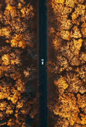 Enjoying An Early Fall Day Wallpaper
