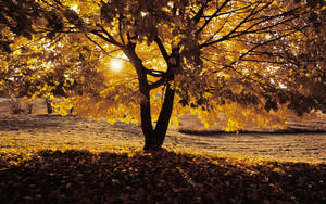 Enjoying Autumn Warmth At The Golden Tree Wallpaper