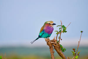 Enjoying Nature With A Multi-colored Friend Wallpaper