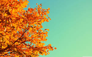 Enjoying The Beautiful Oranges Of Fall Wallpaper