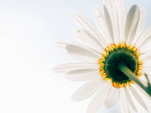 Enjoying The Beauty Of A Minimalist Daisy Wallpaper