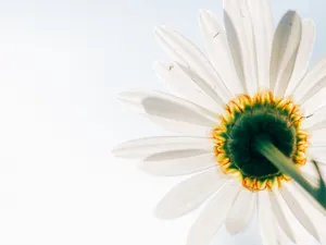 Enjoying The Beauty Of A Minimalist Daisy Wallpaper