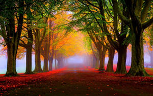 Enjoying The Beauty Of Autumn Wallpaper