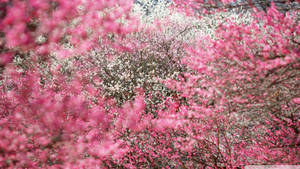 Enjoying The Beauty Of Cherry Blossoms During A Sunny Day In Japan. Wallpaper